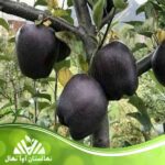 قیمت و خرید نهال سیب جرومین Geromin apple seedling