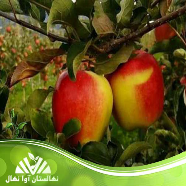 قیمت و خرید نهال سیب دورنگ Durang apple seedling