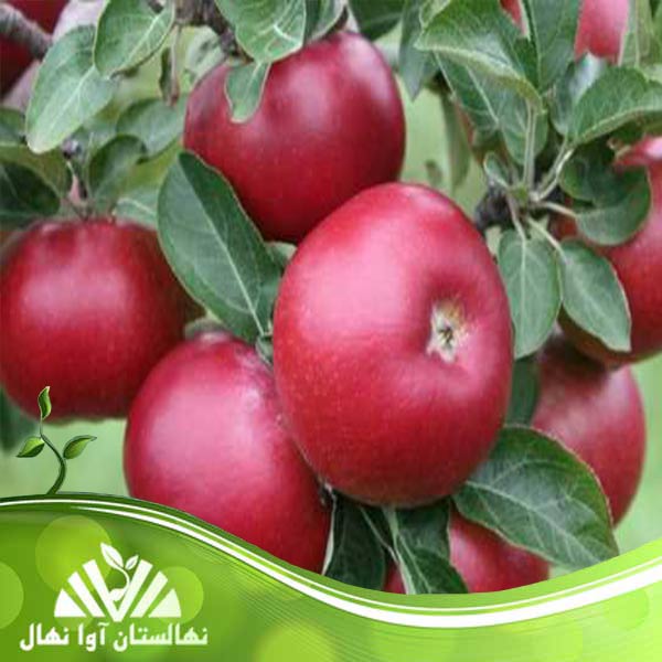 قیمت و خرید نهال سیب رد دلیشز Red Delicious apple seedling