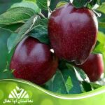 قیمت و خرید نهال سیب رداستارکینگ Redstarking apple seedling