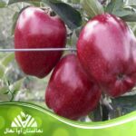 قیمت و خرید نهال سیب ردچیف Redchief apple seedling