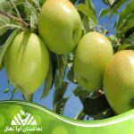 قیمت و خرید نهال سیب رندرز Rendars apple seedling