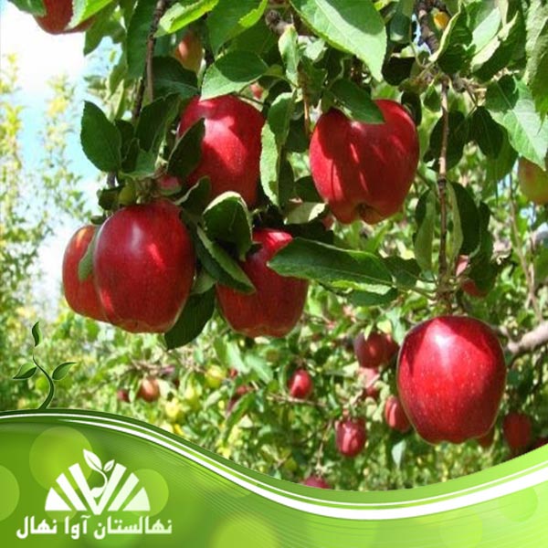 قیمت و خرید نهال سیب زنور Zenor apple seedling