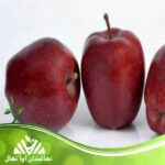 قیمت و خرید نهال سیب سوپر چیف Super Chief apple seedling