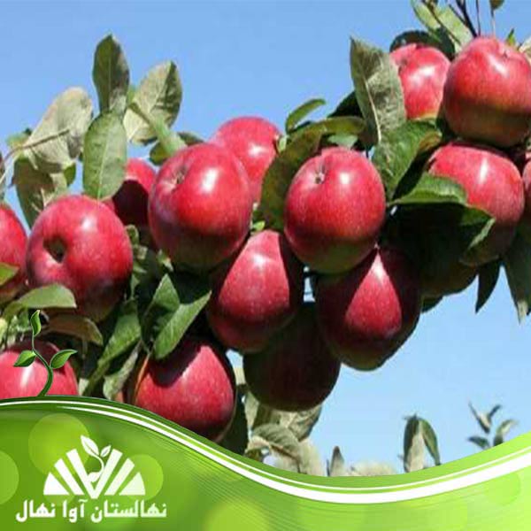 قیمت و خرید نهال سیب عباسی مشهد Abbasi apple seedling of Mashhad