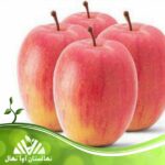 قیمت و خرید نهال سیب فوجی Fuji apple seedling