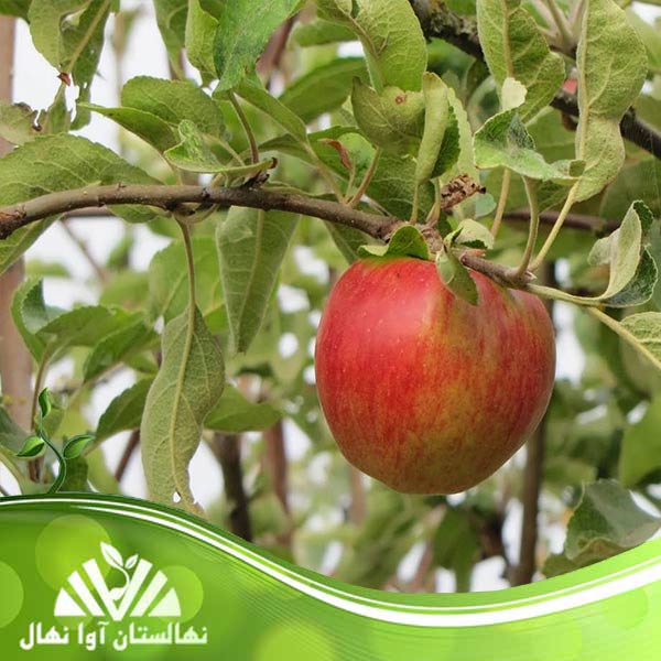 قیمت و خرید نهال سیب قندک Kandak apple seedling