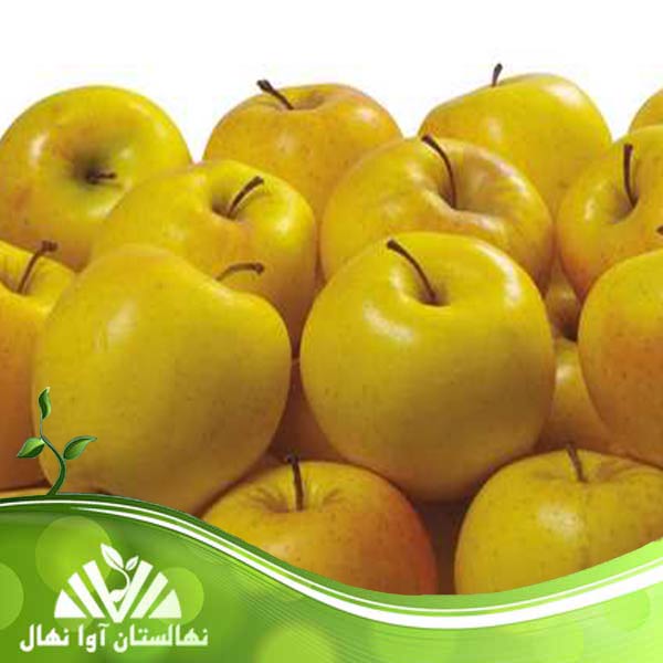قیمت و خرید نهال سیب لبنانی زرد yellow Lebanese apple seedling