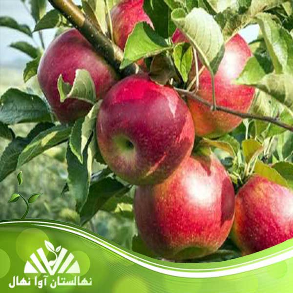قیمت و خرید نهال سیب پایه رویشی مالینگ Maling vegetative base apple seedling