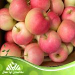 قیمت و خرید نهال سیب پینک لیدی Pink Lady apple seedling