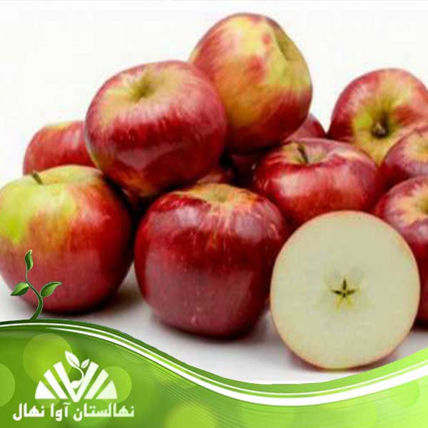 قیمت و خرید نهال سیب گالا Gala apple seedling