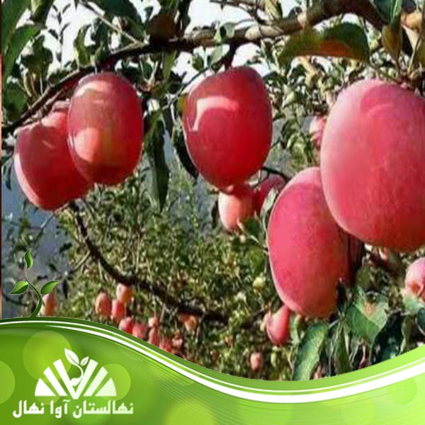 قیمت و خرید نهال سیب گلشاهی Gulshahi apple seedling
