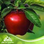 قیمت و خرید نهال سیب عروس Bride apple seedling