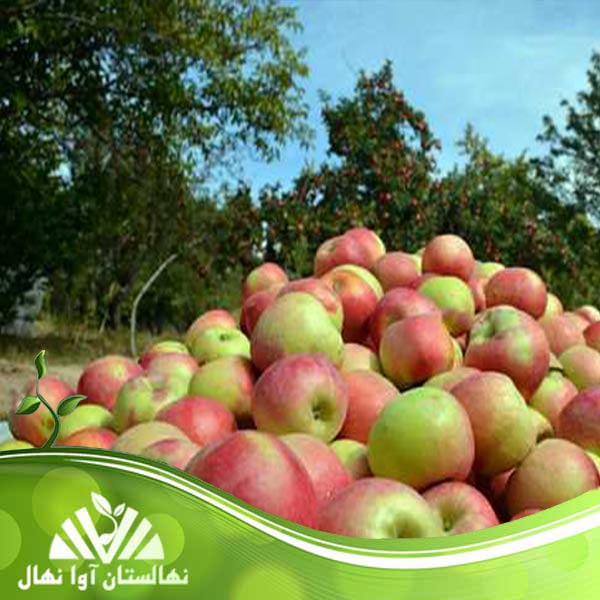 قیمت و خرید نهال سیب مشهد  Mashhad apple seedling