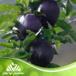 قیمت و خرید نهال سیب میراکل Miracle apple seedling