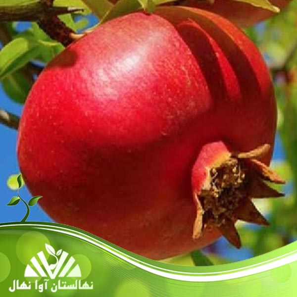 قیمت و خرید نهال انار بالگال Balgal pomegranate seedlings