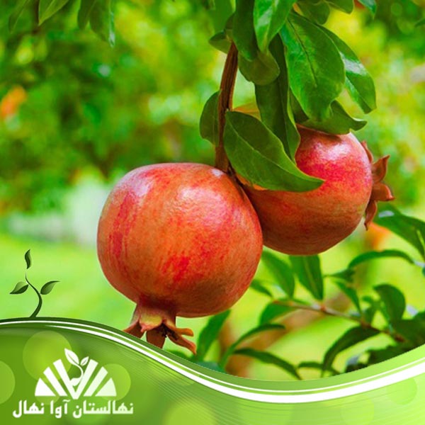 قیمت و خرید نهال انار بدون خار Pomegranate seedlings without thorns