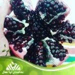 قیمت و خرید نهال انار دانه سیاه Black seed pomegranate seedlings
