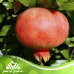 قیمت و خرید نهال انار فرانسیس Pomegranate sapling Francis
