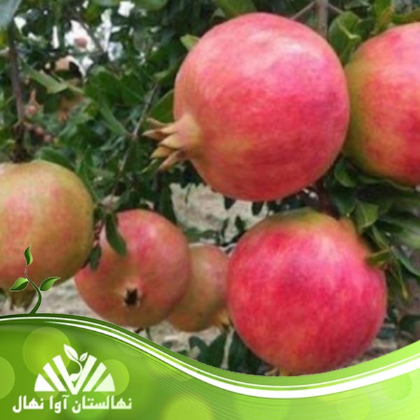 قیمت و خرید نهال انار هوم Hum pomegranate seedlings