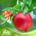 قیمت و خرید نهال انار واندرفول Wonderful pomegranate seedlings