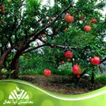 قیمت و خرید نهال انار پایه کوتاه Pomegranate seedlings short base