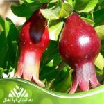 قیمت و خرید نهال انار پُرپَر Plump pomegranate seedlings