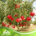 قیمت و خرید نهال انار چیکو Chico Pomegranate Seedling