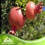 قیمت و خرید نهال انار کراپ Pomegranate crop seedlings