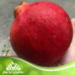 قیمت و خرید نهال انار کینگ Pomegranate king seedling