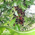 قیمت و خرید نهال گیلاس آرسینا Arsina cherry seedling