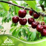 قیمت و خرید نهال گیلاس آمبرانس Ambrance cherry seedling