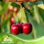 قیمت و خرید نهال گیلاس آنابلا Annabella cherry seedlings