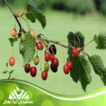 قیمت و خرید نهال گیلاس ارلی ریورز Early Rivers cherry seedling