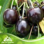 قیمت و خرید نهال گیلاس تکدانه سیاه Black single-seeded cherry seedlings
