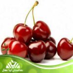 قیمت و خرید نهال گیلاس دل مونت Del Monte cherry sapling