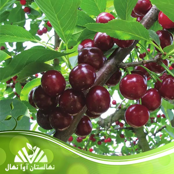 قیمت و خرید نهال گیلاس دلارکا Delarka cherry seedlings