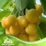 قیمت و خرید نهال گیلاس زرد ارومیه Urmia yellow cherry seedling