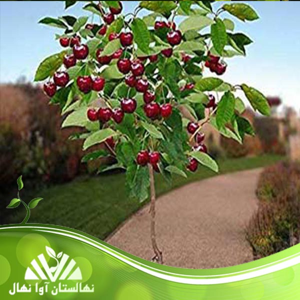 قیمت و خرید نهال گیلاس پایه رویشی Cherry seedlings vegetative base
