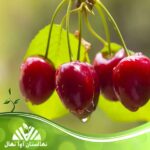 قیمت و خرید نهال گیلاس پیش رس سیلویا Sylvia pre-clay cherry seedlings