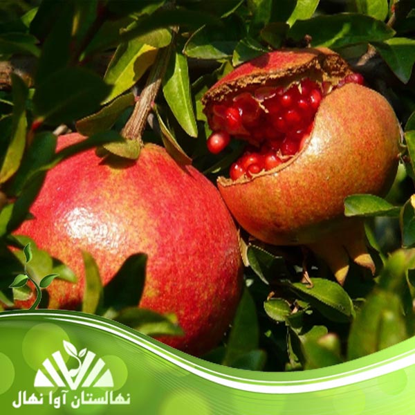قیمت و خرید نهال انار بدانا Bedana pomegranate seedlings