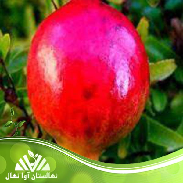 قیمت و خرید نهال انار فلش من Flashman pomegranate seedling