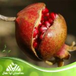 قیمت و خرید نهال انار کلود Cloud pomegranate seedling