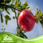 قیمت و خرید نهال انار گرین گلوب Green globe pomegranate seedlings