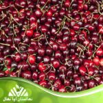 قیمت و خرید نهال آلبالو اوبلاسینکا Oblasinka cherry seedling