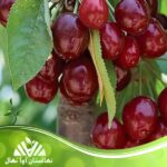 قیمت و خرید نهال آلبالو بوترمو Botermo cherry seedling
