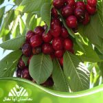 قیمت و خرید نهال آلبالو خوشه ای مورلو Morello cluster cherry seedling
