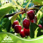 قیمت و خرید نهال آلبالو متئور Meteor cherry seedling