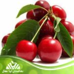 قیمت و خرید نهال آلبالو محلی Local cherry seedlings