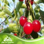 قیمت و خرید نهال آلبالو مونت مورنسی Montmorency cherry seedlings